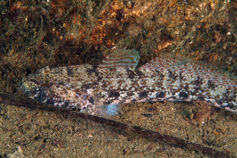 Gobius incognitus